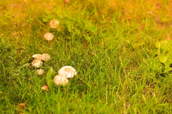 Grzyby rosnące w zielony łąka — Zdjęcie stockowe