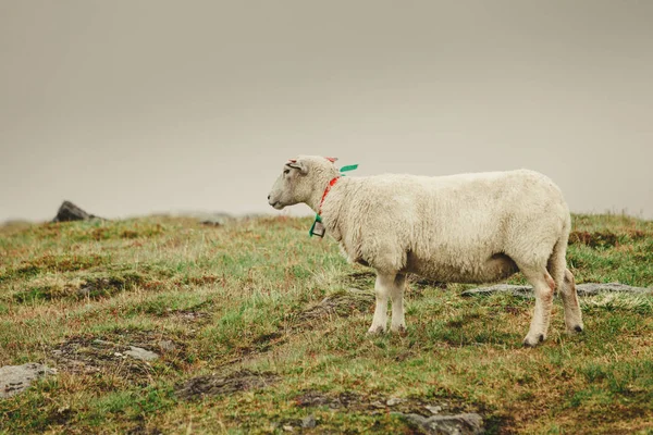 Sheep on pasture, grazing on rock hill — Stock Photo, Image