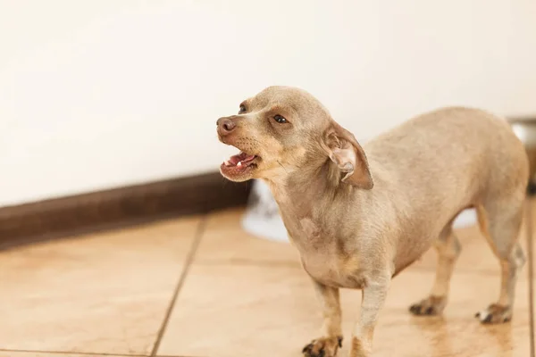 Kleine hond pinscher rattenvanger prazsky — Stockfoto