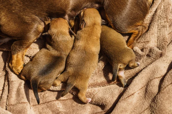 小达克斯的妈妈喂养小狗新生儿 — 图库照片