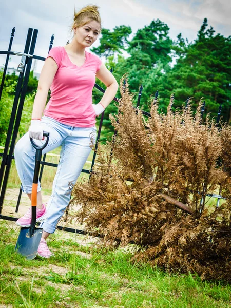 Donna rimozione albero thuja essiccato dal cortile — Foto Stock