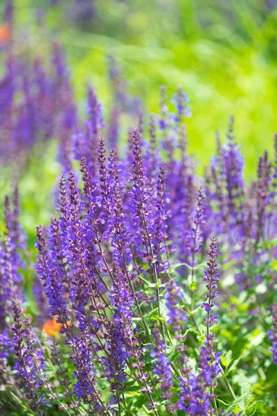 Lavendel buske i trädgården — Stockfoto