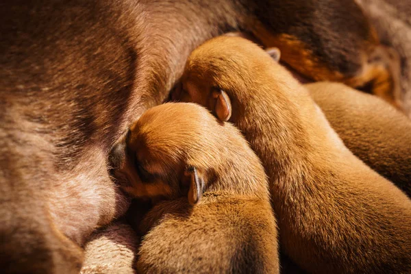 Poco dachshund mamá alimentación cachorros recién nacidos — Foto de Stock
