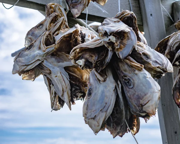 ラックに乾燥タラ干し魚、ロフォーテン諸島ノルウェー — ストック写真