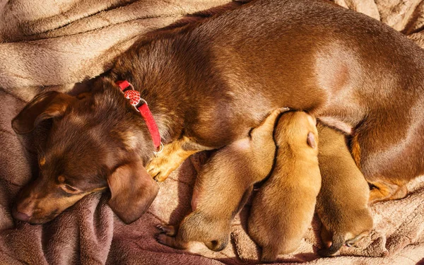 Weinig teckel moeder voeden van puppies pasgeborenen — Stockfoto