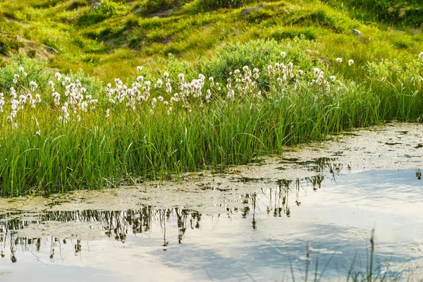 Bílé květiny na břehu jezera. Jaro nebo letní čas. — Stock fotografie