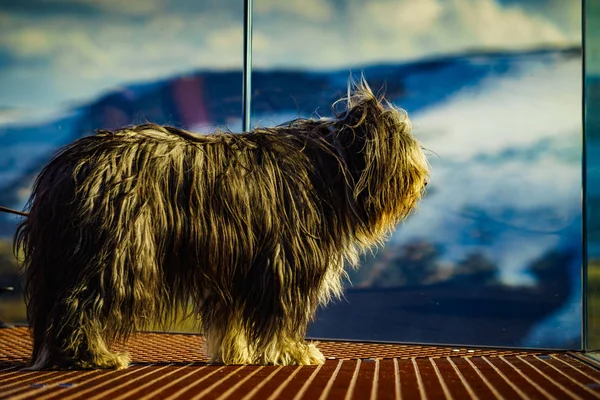 Hayvanlarla seyahat edin. Bakış açısından köpek, Norveç — Stok fotoğraf