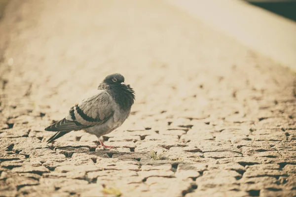 One pigeon in town — Stock Photo, Image