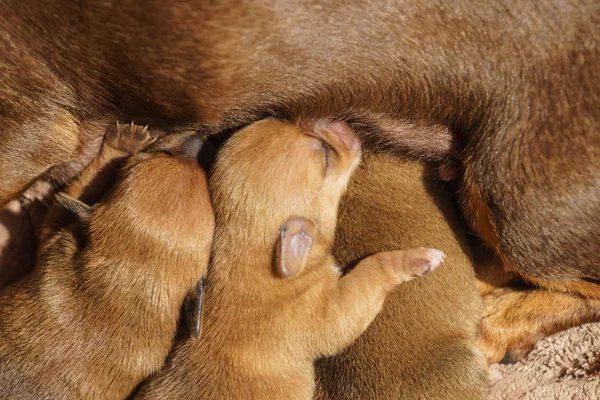 Little dachshund mom feeding puppies newborns — Stock Photo, Image