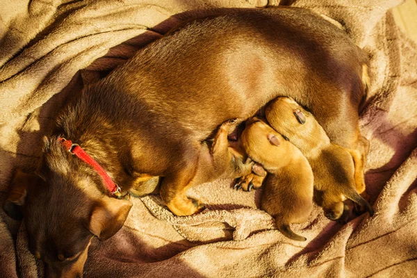 Weinig teckel moeder voeden van puppies pasgeborenen — Stockfoto