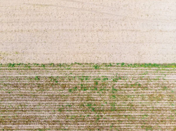 Top down view. Crop agricultural fields. — Stock Photo, Image