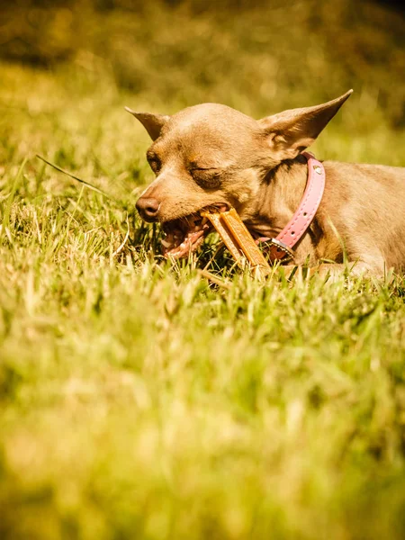 Pequeño perro jugando afuera — Foto de Stock