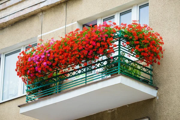 Rode bloemen op balkon — Stockfoto