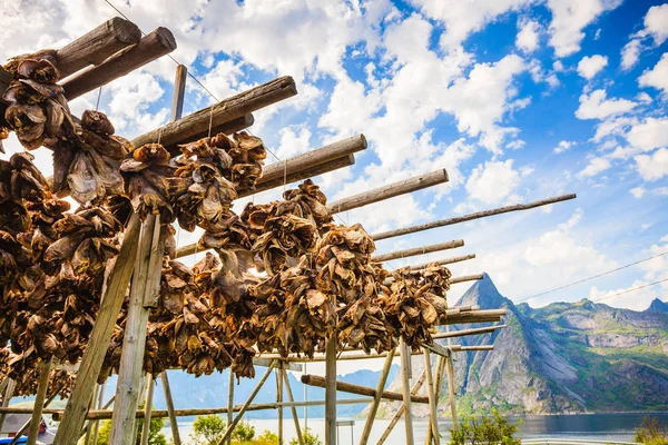 Cod stockfish kurutma rafları, Norveç Lofoten Adaları — Stok fotoğraf