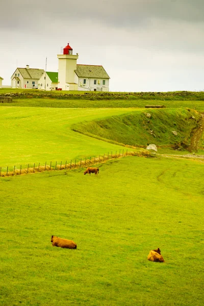 Cows on pasture at Obrestad lighthouse, Norway. — Stock Photo, Image
