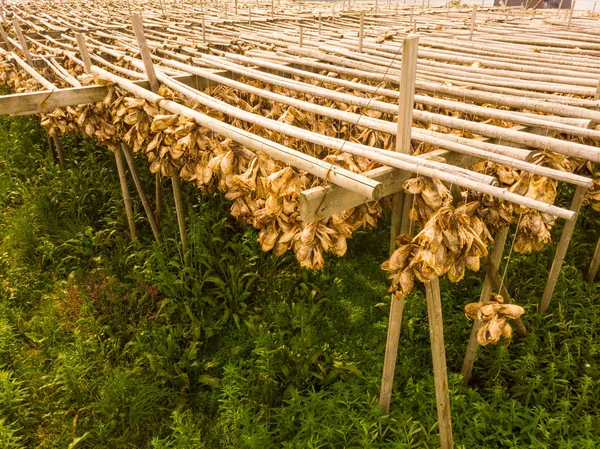 Cod stockfish drying on racks, Lofoten islands Norway — Stock Photo, Image