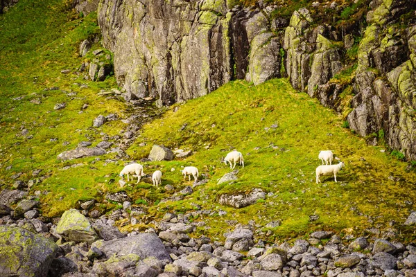 Ovejas en el prado en Noruega — Foto de Stock