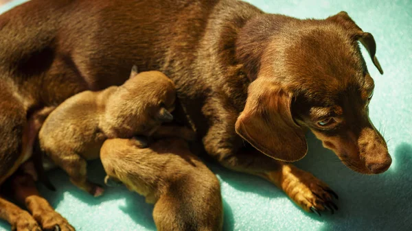 Weinig teckel moeder voeden van puppies pasgeborenen — Stockfoto