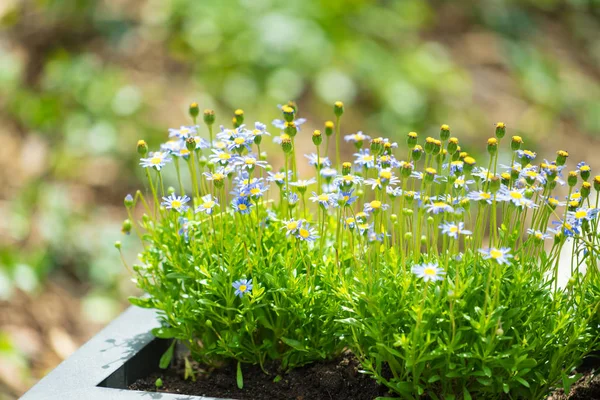 Zblízka zelené a modré květy — Stock fotografie