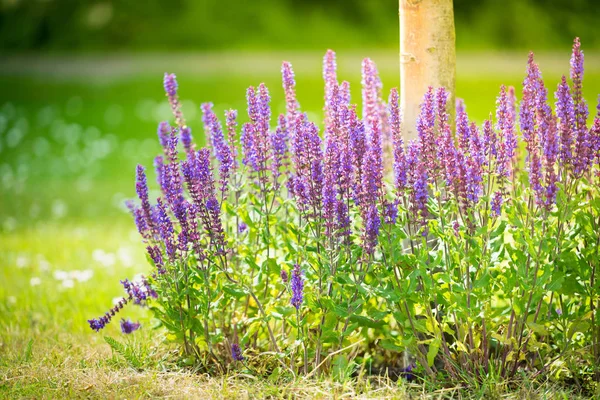 Lavendel struik in de tuin — Stockfoto