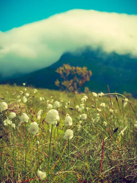 Fleurs et montagnes, Gimsoya île de Lofoten Norvège — Photo