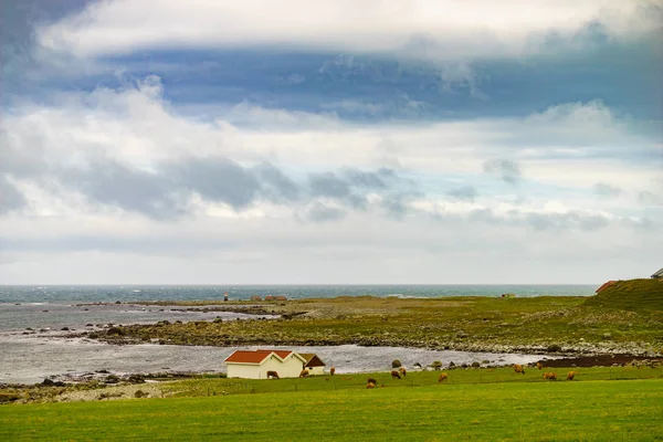 Kühe auf der Weide. Küstenlandschaft, Südnorwegen — Stockfoto