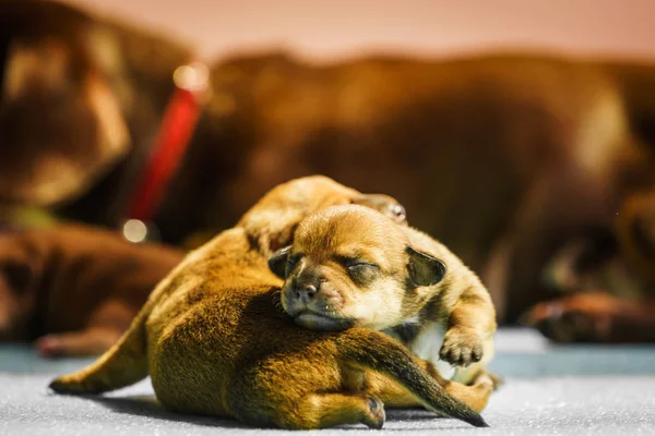 Little dachshund dogs puppies newborns — Stock Photo, Image