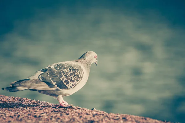 Pigeon oiseau près de la mer — Photo