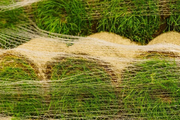 Stacks of sod rolls for new lawn — Stock Photo, Image