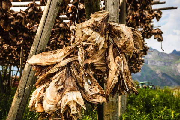 Stoccafisso di merluzzo bianco essiccato su rastrelliere, Isole Lofoten Norvegia — Foto Stock