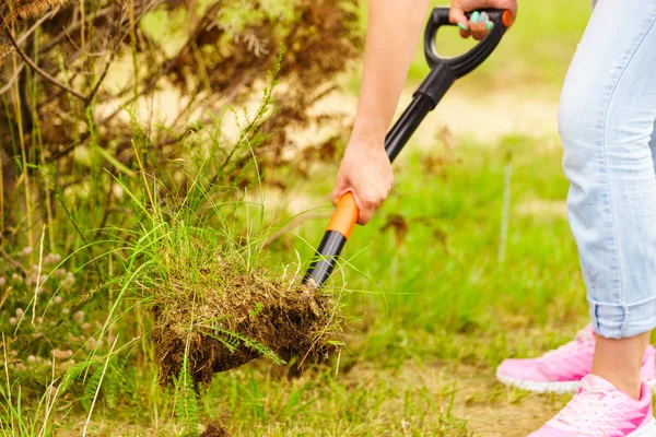 Mujer quitar el árbol del patio trasero, cavar tierra con pala —  Fotos de Stock