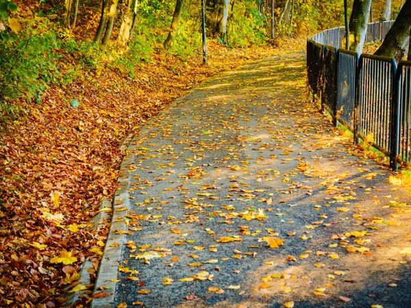 秋の公園でブリッジします。 — ストック写真