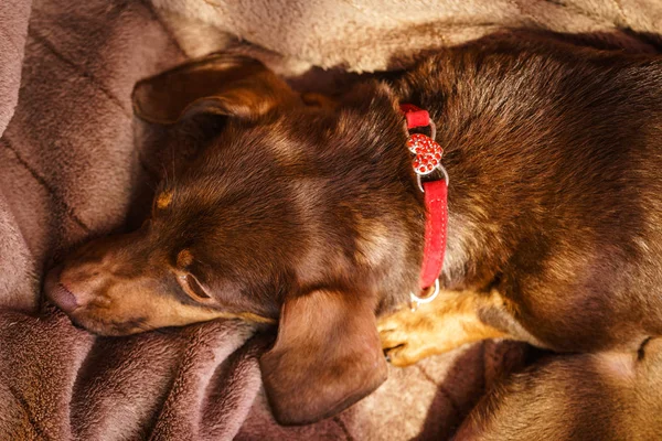 Μικρή μαμά είδος γερμανικού κυνηγετικού σκύλου σίτιση κουτάβια νεογέννητα — Φωτογραφία Αρχείου