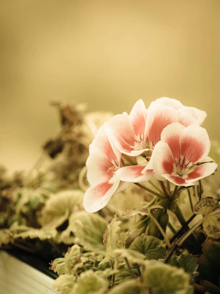 Pink white purple flowers in pot — Stock Photo, Image