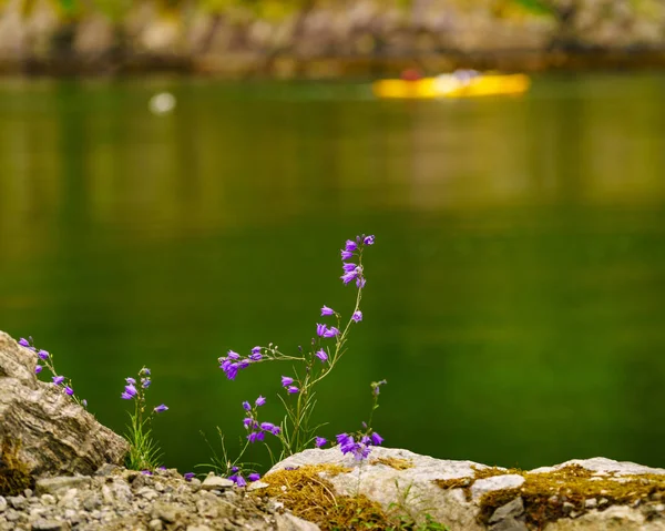 Fjord Shore en mensen kajakken — Stockfoto