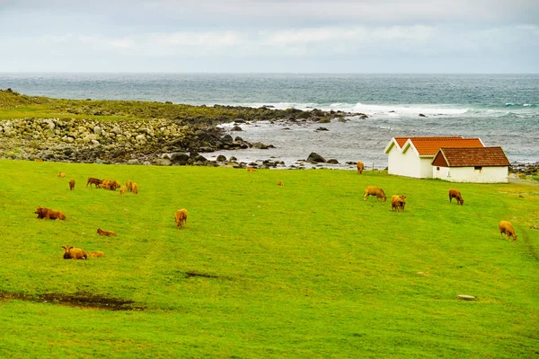 Kühe auf der Weide. Küstenlandschaft, Südnorwegen — Stockfoto