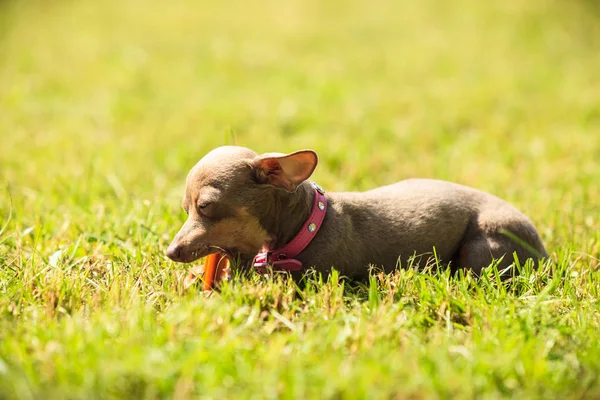 Pequeño perro jugando afuera — Foto de Stock