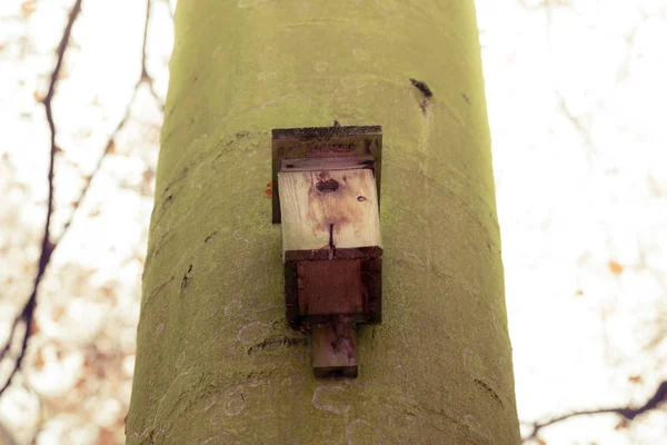 Birdhouse on the tree in forest — Stock Photo, Image