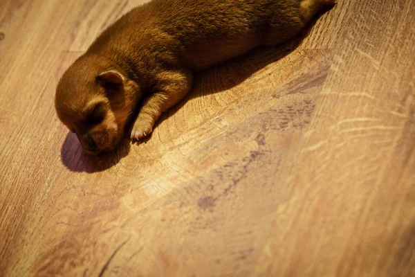 Mały jamnik pies szczeniak noworodek — Zdjęcie stockowe
