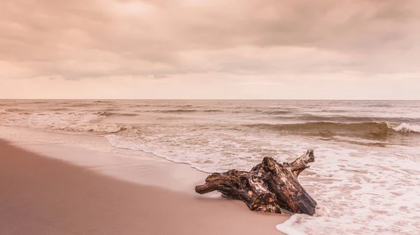 Tree root op kust, natuur landschap — Stockfoto