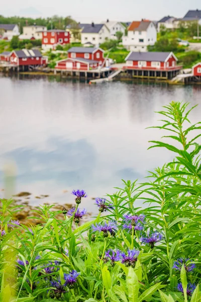 挪威渔村, Reine Lofoten 挪威 — 图库照片