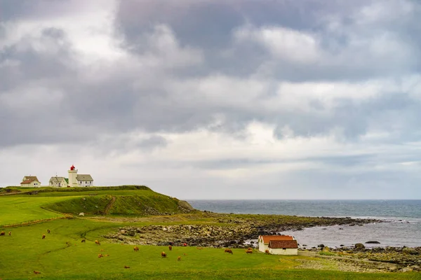 オブレスタッド灯台の牧草地の牛,ノルウェー. — ストック写真