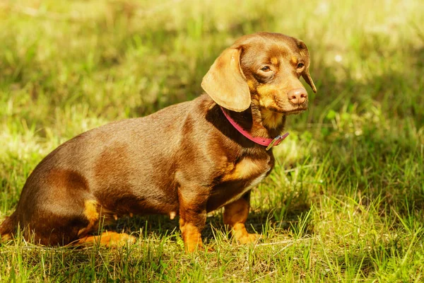 Little dog playing outside — Stock Photo, Image