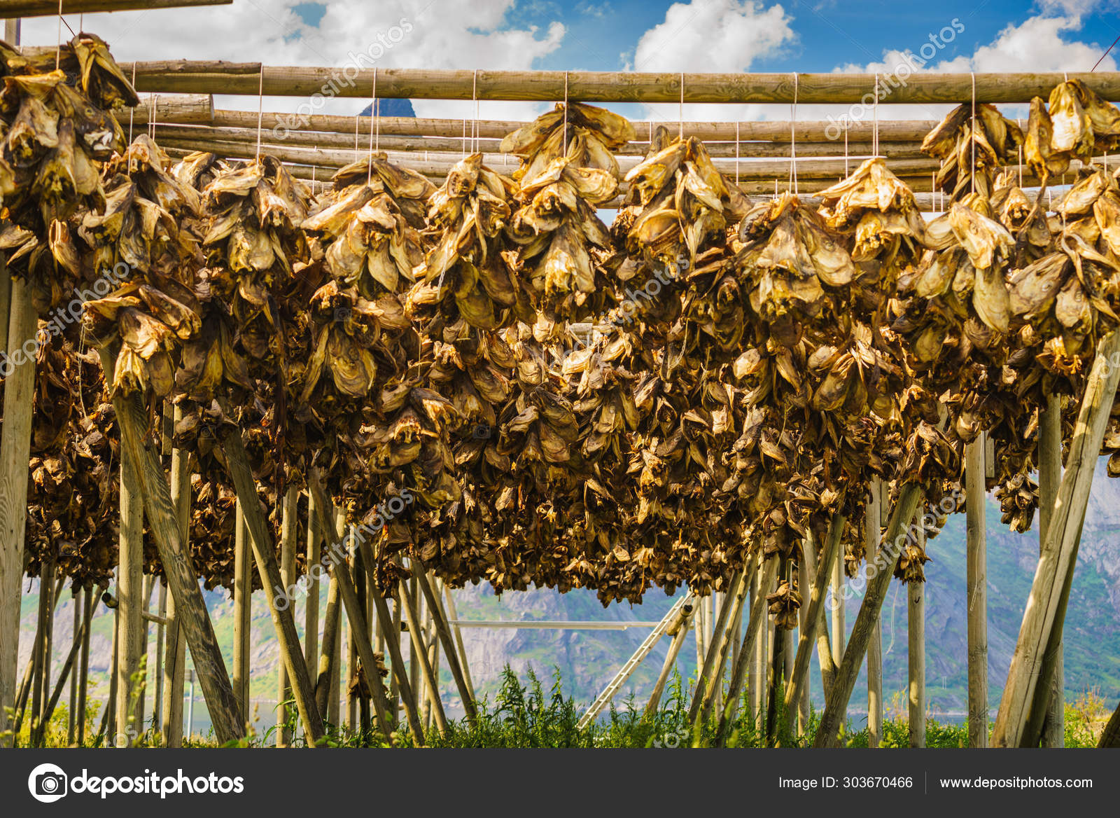 Cod Stockfish.Industrial Fishing in Norway Stock Photo - Image of