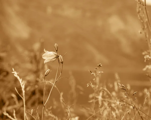 Weide met bloemen. Lente-of zomertijd. — Stockfoto