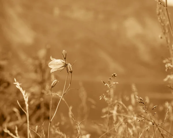 Meadow with flowers. Spring or summer time. — Stock Photo, Image