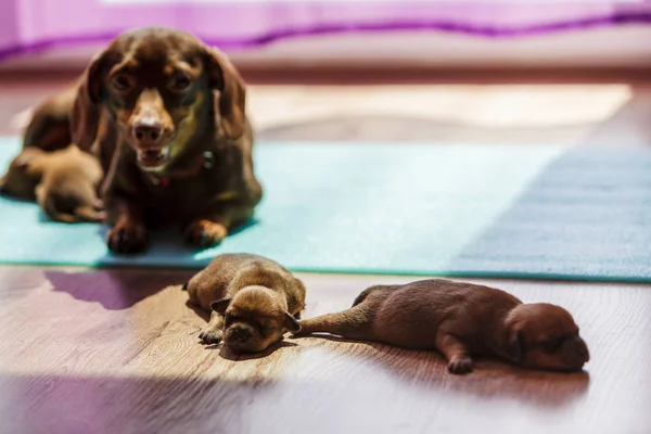 Маленькие псы таксы щенят новорожденных — стоковое фото
