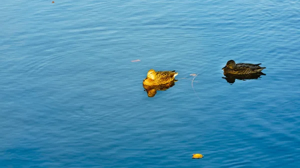 Two ducks on blue lake — Stock Photo, Image