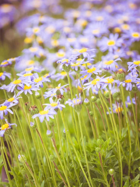 Close up of green and blue flowers — Stock Photo, Image