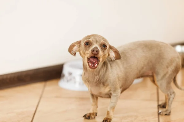 小さな犬ピンシャー ネズミを捕る prazsky — ストック写真